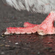 Городские голуби теряют пальцы ног