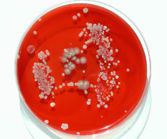 ����� �����