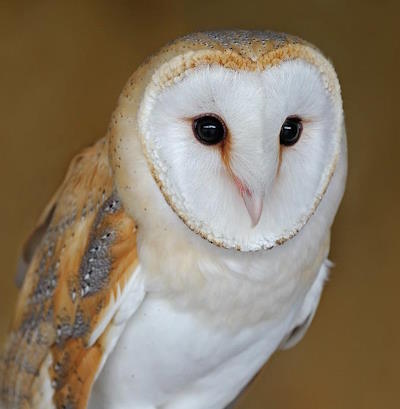 Могут ли люди научиться слушать, как совы? Могут ли люди научиться слушать, как совы?