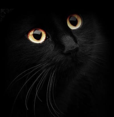 Кошки (почти) текучие! Кошки (почти) текучие!