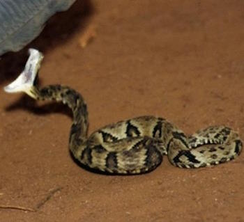 Bothrops jararaca