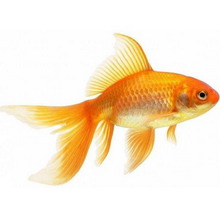 Золотая рыбка как объект самого высокого риска